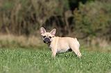 BOULEDOGUE FRANCAIS 590